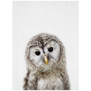 Plagát Blue-Shaker Baby Animals Owl, 30 x 40 cm