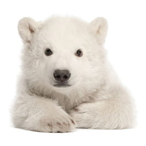 Nástenná samolepka Dekornik Polar Bear, 58 x 55 cm