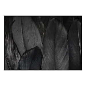 Plagát DecoKing Feathers Black, 100 x 70 cm