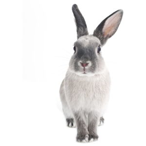 Nástenná samolepka Dekornik Rabbit Harry, 53 x 115 cm