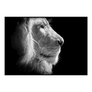 Čierno-biely plagát DecoKing Lion King, 100 x 70 cm