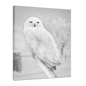 Obraz Styler Canvas Nordic Owl, 75 × 100 cm