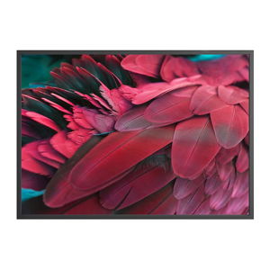 Plagát DecoKing Feathers Red, 100 x 70 cm