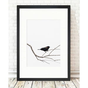 Obraz Tablo Center Birdy, 24 × 29 cm